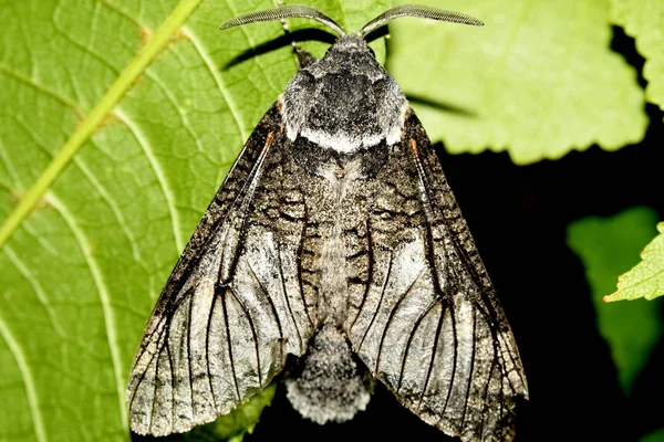 Lasiocampidae Schmetterling Birke Nahaufnahme — Stockfoto