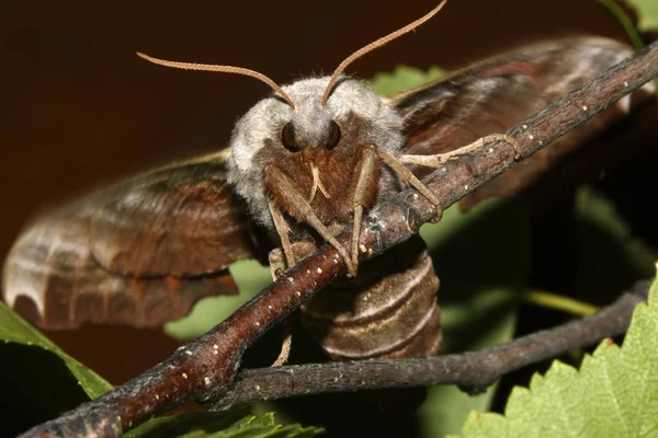 Fjäril Lime Hawk Moth Närbild Filial — Stockfoto