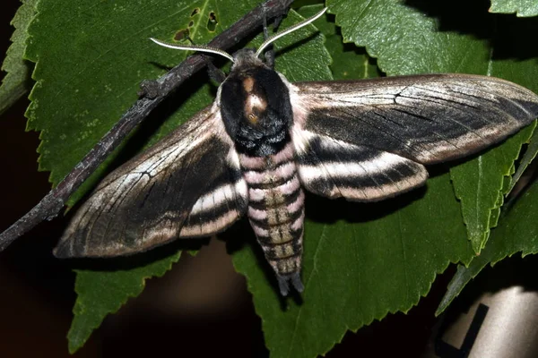 Motyl Hyles Biruny Liście — Zdjęcie stockowe