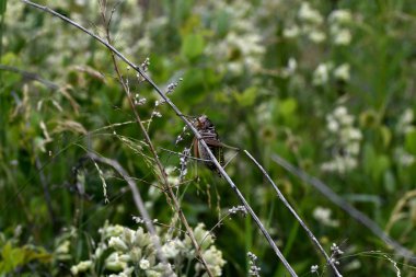 sapı üzerinde büyük çekirge