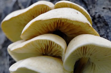 bir ağaç gövdesine lipovici mantar