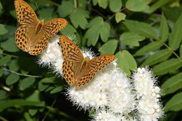 Madrepérola Lepidoptera Borboletas Flores — Fotografia de Stock