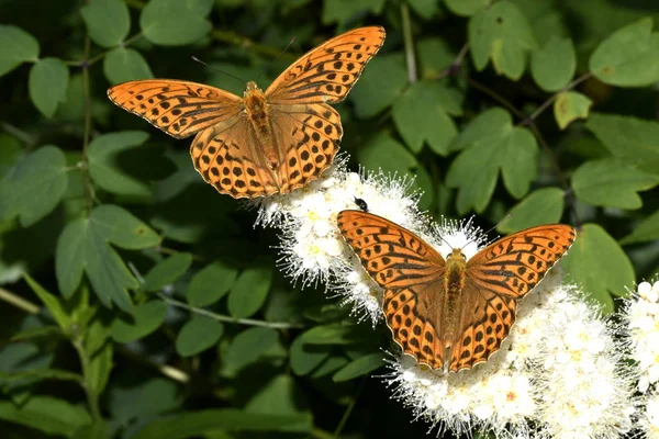 Madrepérola Lepidoptera Borboletas Flores — Fotografia de Stock