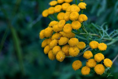alanlarda tansy sıradan çiçekleri