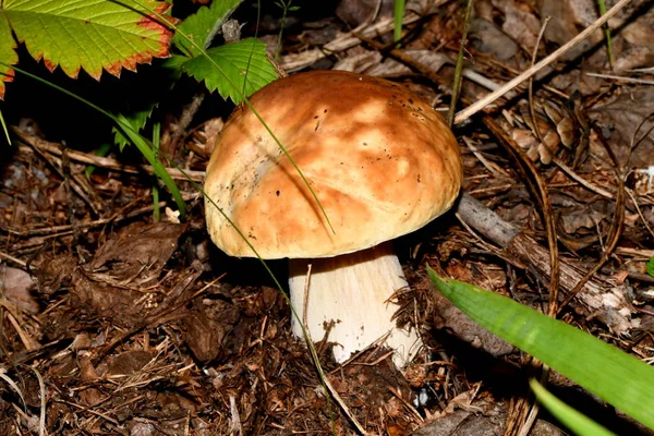 young white mushroom in the forest litter