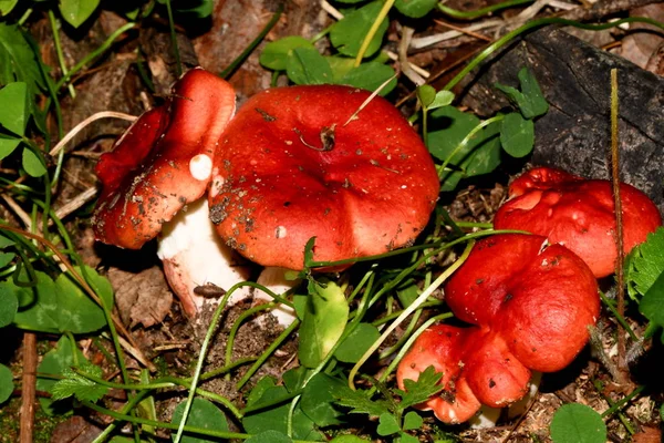 树林里年轻的红色鲁苏拉 — 图库照片