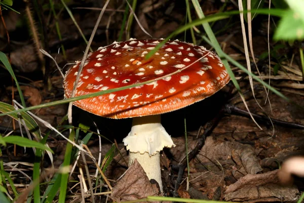 Mosca Vermelha Agaric Serapilheira Floresta — Fotografia de Stock