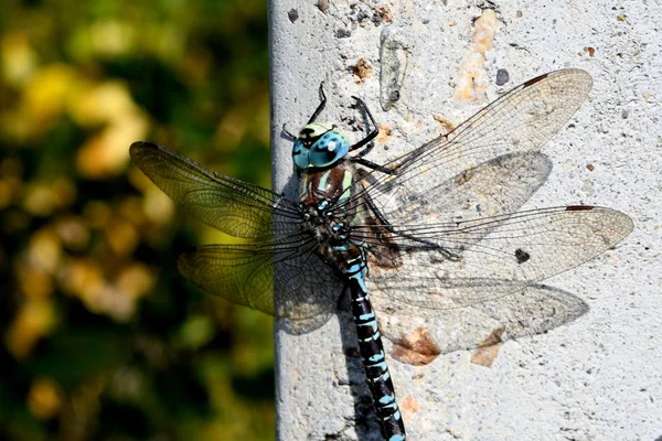 Une Grande Libellule Bleue Sur Mur Béton — Photo