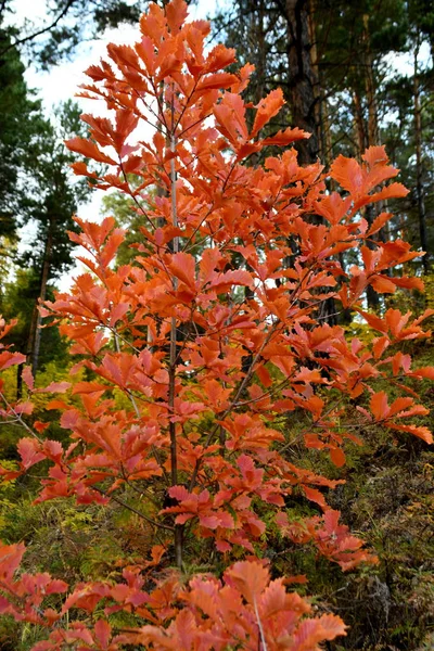 Rote Blätter Jungen Eichen Herbst — Stockfoto