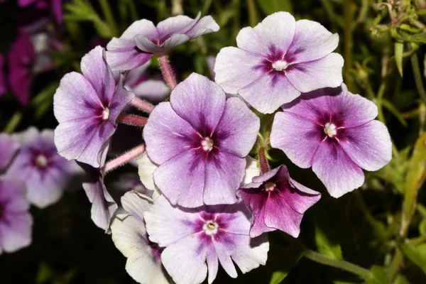 Blommor Phlox Paniculata Lila — Stockfoto