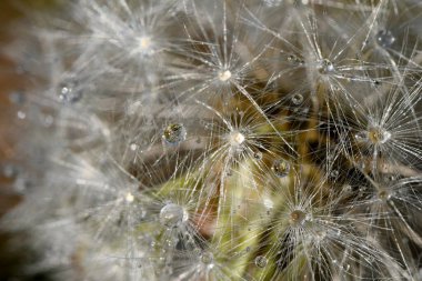 Su karahindiba tohumlarının üzerine düşer.