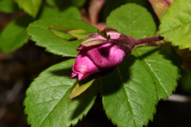 Bir dalda pembe gül tomurcukları