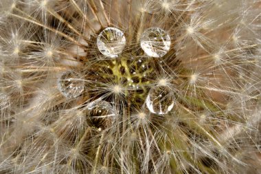 Su karahindiba tohumlarının üzerine düşer.