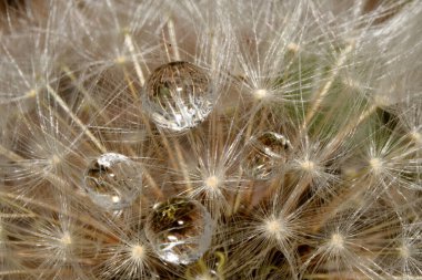Su karahindiba tohumlarının üzerine düşer.