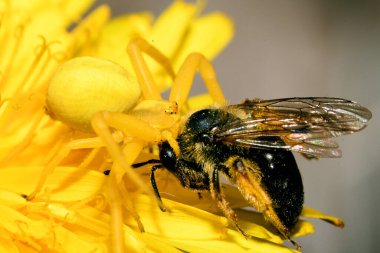 Sarı örümcek arıyı yakaladı.