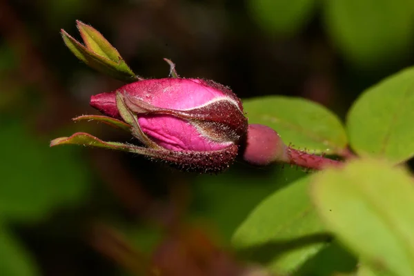 Różowe Pąki Róż Gałęzi — Zdjęcie stockowe