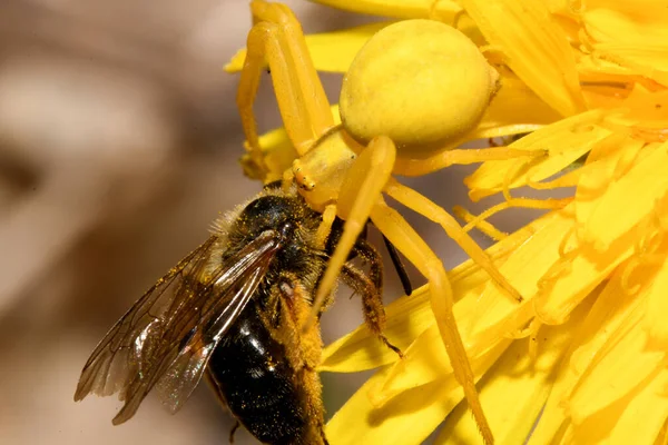 Die Gelbe Spinne Schnappte Sich Die Biene — Stockfoto