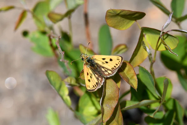 Borboleta Amarela Uma Folha — Fotografia de Stock