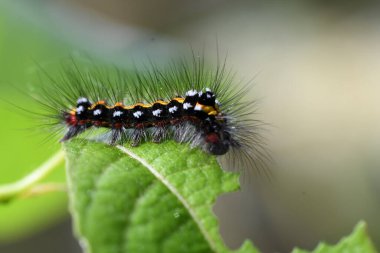Çimlerin üzerinde siyah tüylü tırtıl