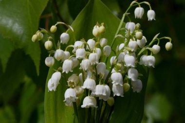 Vadi çiçekleri yaprakların üzerinde