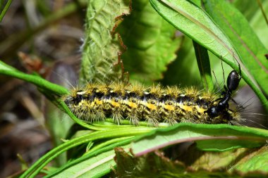 Sarı-siyah tırtıl ve karınca çimlerin üzerinde