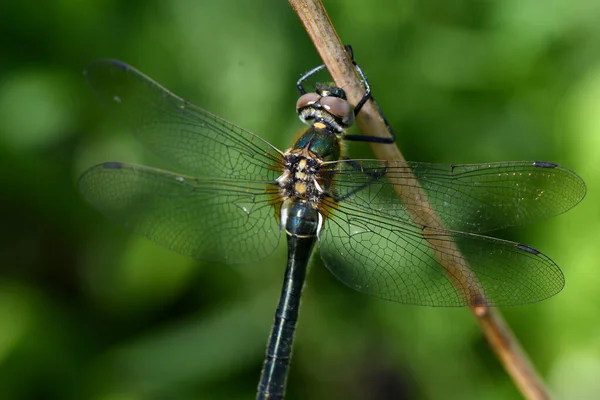 Libellule Verte Sur Une Branche Sèche — Photo