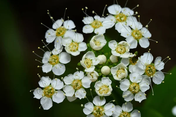Kwiaty Viburnum Lesie — Zdjęcie stockowe