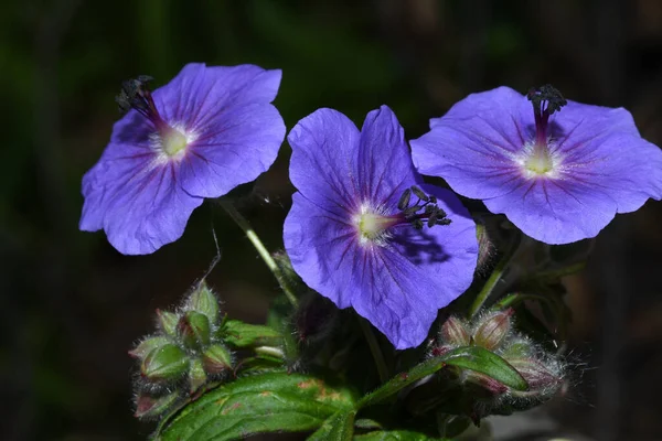 Kwiaty Wspaniałego Geranium Lesie — Zdjęcie stockowe