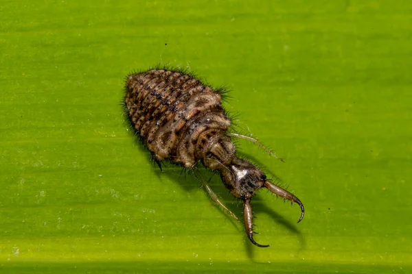 Mierenleeuwenlarve Een Blad — Stockfoto