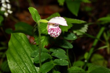 Hanımefendinin terliği yağmur damlalarında