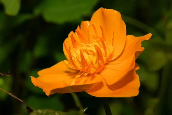 Asiatico Fiore Balneazione Fiorito Nella Foresta — Foto Stock