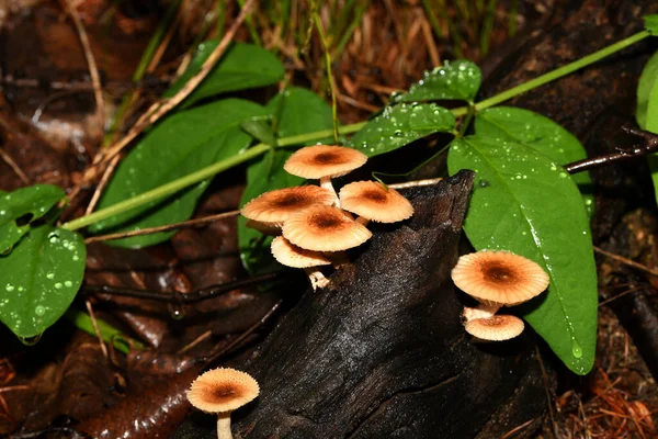 Funghi Albero Ceppo — Foto Stock