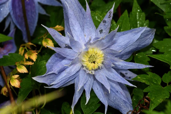 Bunga Clematis Mekar Hutan — Stok Foto