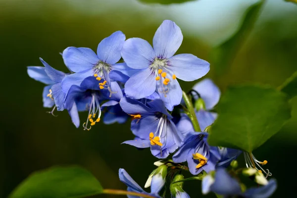 Bunga Biru Sianosis Hutan — Stok Foto