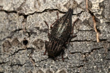 Ağaç kabuğunda siyah böcek
