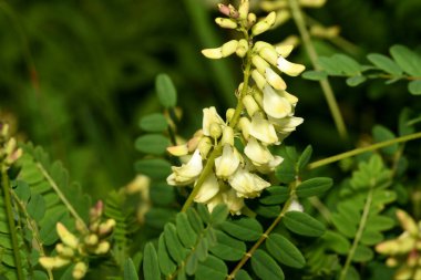 Astragalus Serpoplodny 'nin ormandaki çiçekleri