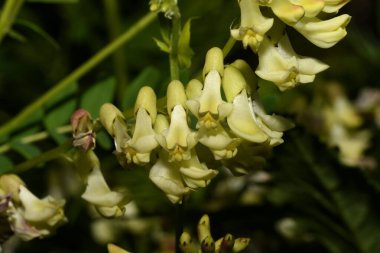 Astragalus Serpoplodny 'nin ormandaki çiçekleri