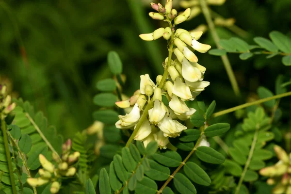 Astragalus Serpoplodny 스톡 이미지