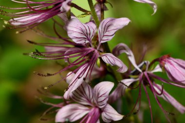 Ormanda kül çiçeği açtı.