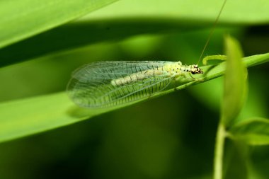 Altın Göz çimenlerin üzerinde oturur.