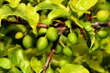 Genç yeşil erikler dalda