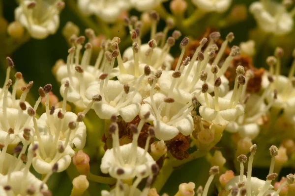Viburnum Vulgaris Virágzása Erdőben — Stock Fotó