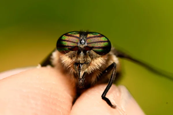 Die Fliege Sitzt Auf Den Fingern Der Hand — Stockfoto