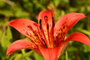 tarlada kırmızı zambak çiçeği