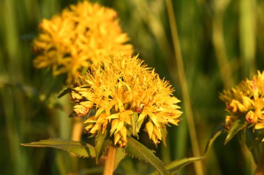 Çiçek sarısı ochitok tarlada