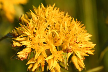 Çiçek sarısı ochitok tarlada