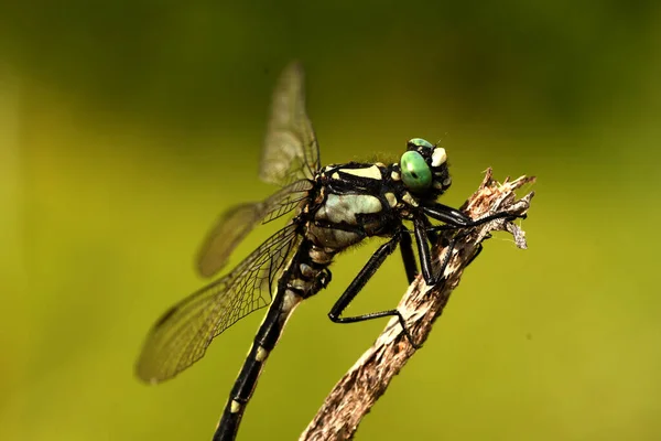 Une Libellule Est Assise Sur Une Branche Sèche — Photo