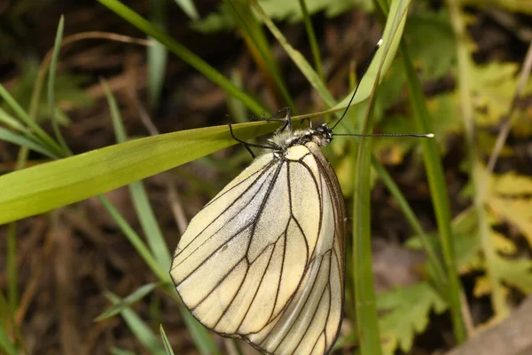 Espino Mariposa Hierba — Foto de Stock