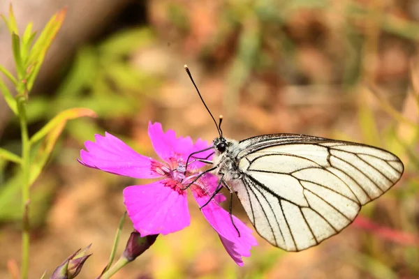Πεταλούδα Αγκάθι Ένα Λουλούδι — Φωτογραφία Αρχείου
