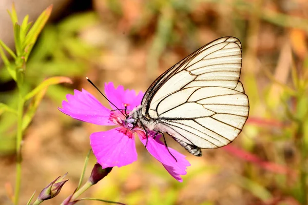 Πεταλούδα Αγκάθι Ένα Λουλούδι — Φωτογραφία Αρχείου